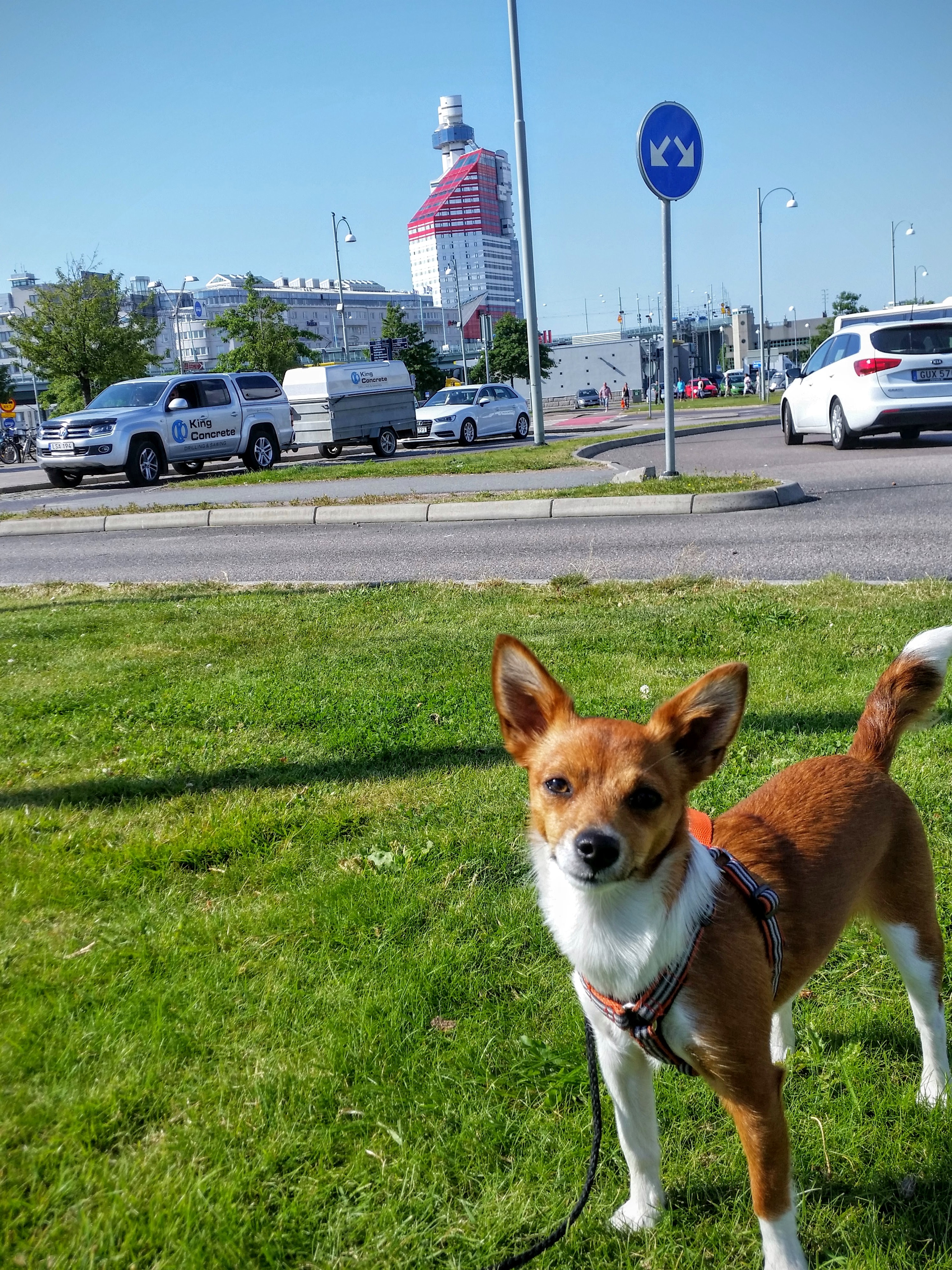 Hundvänliga Göteborg – Podengo på stan